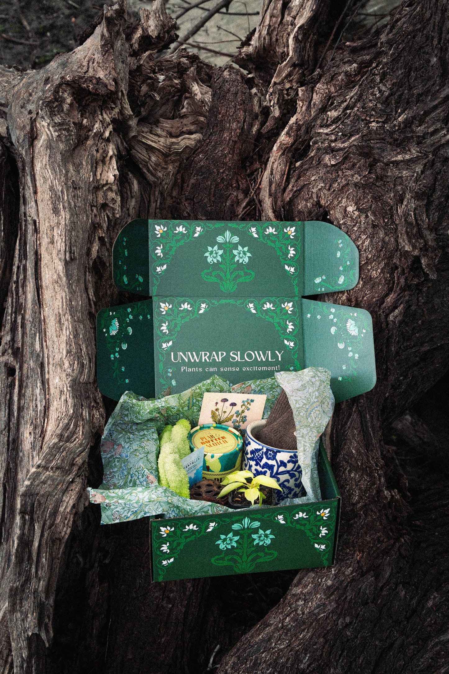 Pre-Order Rare Plant Box